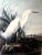 Vintage John Jame Audubon Snowy Heron or White Egret Print Beautifully Professionally Matted and Framed. Measures 28...