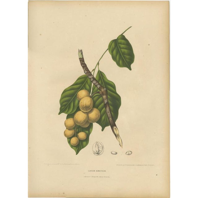 Berthe Hoola van Nooten, Asian Fruit Langsat, 1880, Chromolithograph For Sale - Image 9 of 9