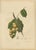 Berthe Hoola van Nooten, Asian Fruit Langsat, 1880, Chromolithograph For Sale - Image 9 of 9