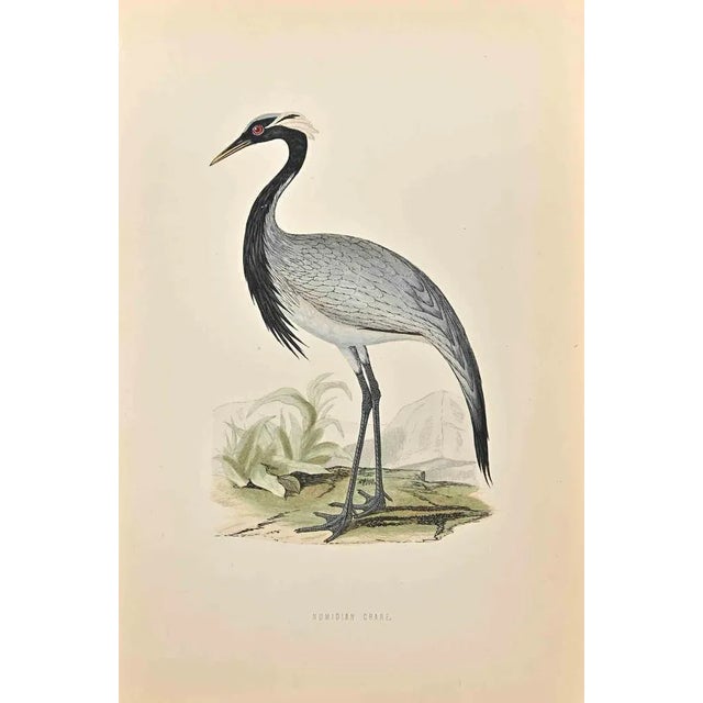 Numidian Crane is a modern artwork realized in 1870 by the British artist Alexander Francis Lydon (1836-1917). Woodcut...