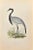 Numidian Crane is a modern artwork realized in 1870 by the British artist Alexander Francis Lydon (1836-1917). Woodcut...