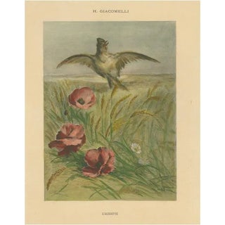 Giacomelli, Lark Among Poppies, 1891, Print For Sale
