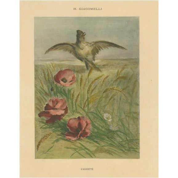 Giacomelli, Lark Among Poppies, 1891, Print For Sale