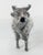 Late 19th Century Late 19th Century German .800 Hanau Silver Cow Form Creamer by Neresheimer For Sale - Image 5 of 13