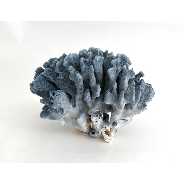 Shell Natural Blue Coral Specimen For Sale - Image 7 of 8