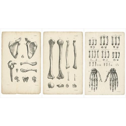 Paper Cloquet, French Anatomical Osteology, 1821, Lithograph, Set of 3 For Sale - Image 7 of 9
