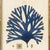 Contemporary Vintage Blue Seaweed Art Print Reproduction (2), Framed For Sale - Image 3 of 5