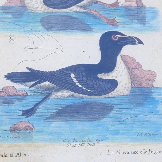 Framed Animal Engravings, 19th Century, Set of 6 For Sale - Image 16 of 18