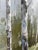 Birch Tree Impressionistic Landscape Original Oil Painting For Sale - Image 11 of 11