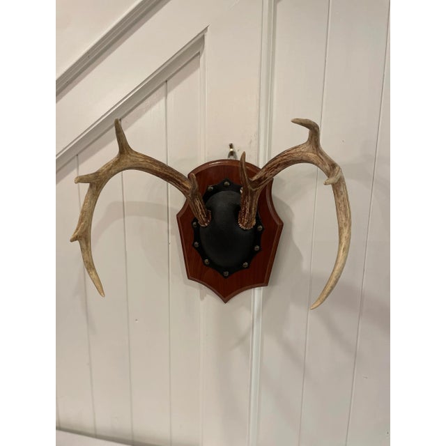 Mid 20th Century Vintage Trophy Mount Antlers Pair For Sale - Image 9 of 12