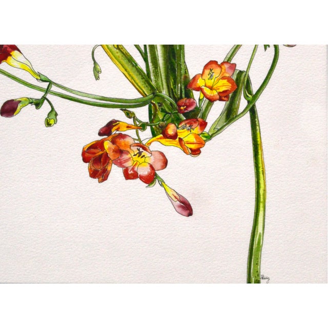 絵画 freesia  sizeF3 Freesia flower vector illustration in watercolor style