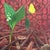 Early 21st Century Light in the Darkness (II) by Ifeoluwa Alade | Acrylic and glow in the dark medium on canvas depicting butterflies and a plant. For Sale - Image 5 of 5