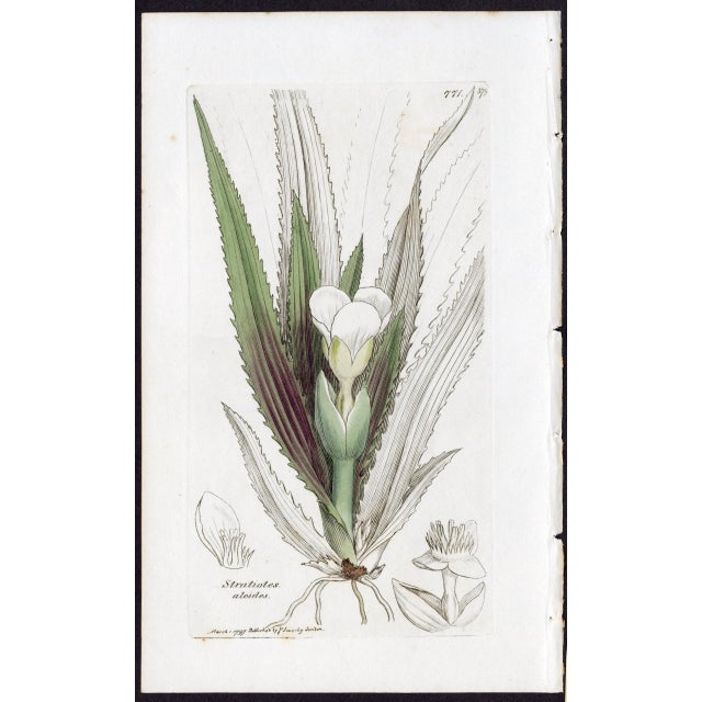 Offered here is an original antique botanical print from the celebrated English Botany series, featuring the distinctive...