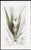 Offered here is an original antique botanical print from the celebrated English Botany series, featuring the distinctive...