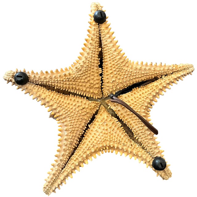 Vintage Natural Conch Shell & Starfish Coastal Table Lamps - a Pair For Sale - Image 14 of 18