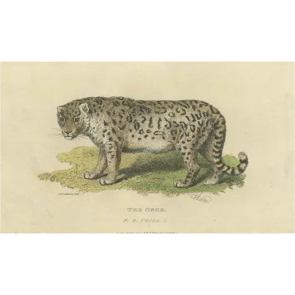 Paper Snow Leopard, 1824, Paper For Sale - Image 7 of 7