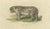 Paper Snow Leopard, 1824, Paper For Sale - Image 7 of 7