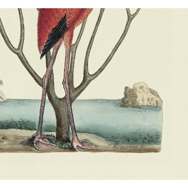 American Mark Catesby Reproduction of Flamingo, Plate 73 For Sale - Image 3 of 3