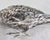 Antique Early 20th Century Continental Silver Bird Model For Sale - Image 13 of 17