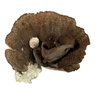 Exceptional Natural Cup Coral Specimen For Sale