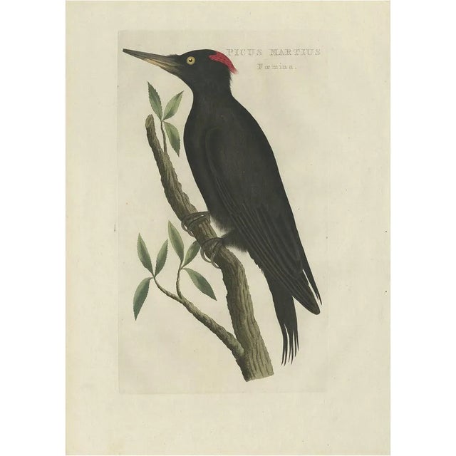Sepp, Houttuyn & Nozeman, Female Black Woodpecker, 1809, Print For Sale
