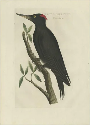 Sepp, Houttuyn & Nozeman, Female Black Woodpecker, 1809, Print