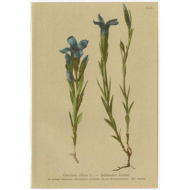 Alpine Gentian Botanical Illustrations, 1897, Set of 8 For Sale - Image 7 of 11