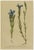 Alpine Gentian Botanical Illustrations, 1897, Set of 8 For Sale - Image 7 of 11