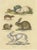 Schinz, Illustration of a Rabbit, Hares, Pika and Other Rodents, 1824, Hand Colored Print For Sale - Image 6 of 6