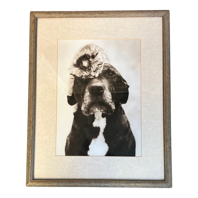 1970’s Original Dog With Cat on Head Photograph Vintage Frame For Sale