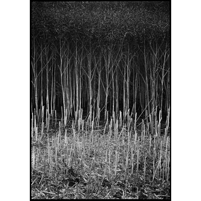 Fine art Giclee prints on Hahnemuhle Photo Rag 308gsm - a 100% cotton, acid-free, mould-made paper. Printed to Fine Art...