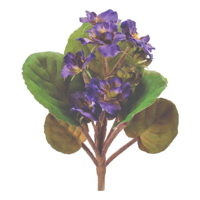 African Violet Flower Bush (Set of 4) For Sale