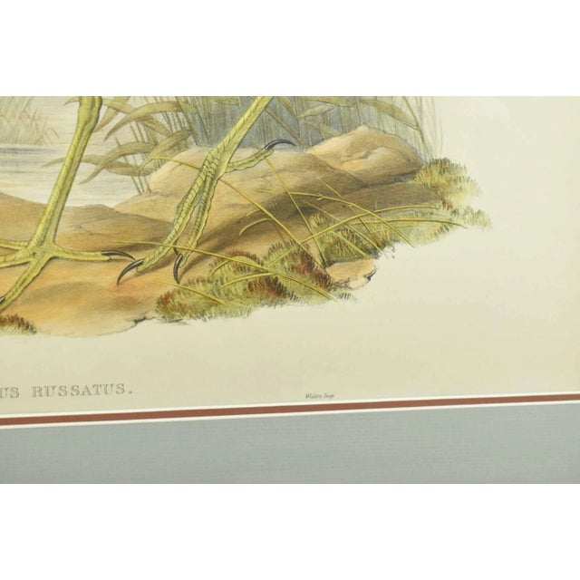 Original Antique John Gould Bubulcus Russatus Color Bird Lithograph Reproduction Print For Sale - Image 4 of 6