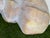 Vintage Oversized Hand-Painted Oversized Conch Shell Sculpture For Sale - Image 11 of 12