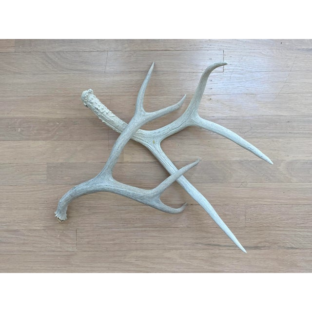 Bone Vintage Natural Deer Antler - a Pair For Sale - Image 7 of 13