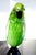 Mid-Century Modern 1970s Vintage Dynasty Gallery Murano-Style Cased Glass Parrot For Sale - Image 3 of 15