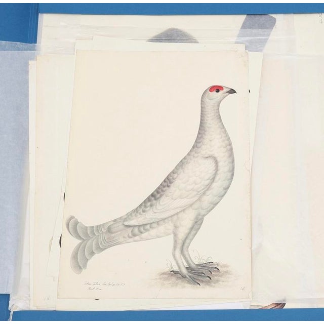 OLOF RUDBECK'S MONUMENTAL BIRD WORKS IN BEAUTIFUL FACSIMILES. This is the complete portfolio with 35 colored plates...