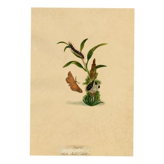 J. McA, White Satin Moth & Caterpillar Study, 1810s, Watercolour For Sale
