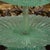 Late 19th Century Bohemian Green Overshot Glass Epergne – Three Tiered Tidbit Tray, Victorian For Sale - Image 5 of 8