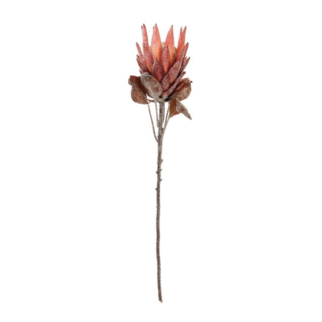 Add an elegant touch of nature to your holiday decor with this stunning set of Red Protea Flower Stems. Featuring vibrant...