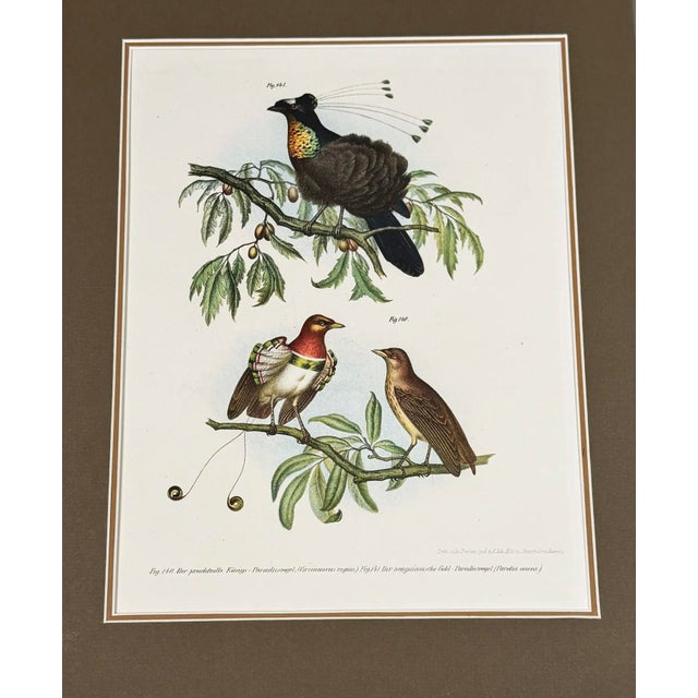 English 1864 Birds of Paradise Chromolithograph, Framed For Sale - Image 3 of 5