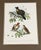 English 1864 Birds of Paradise Chromolithograph, Framed For Sale - Image 3 of 5