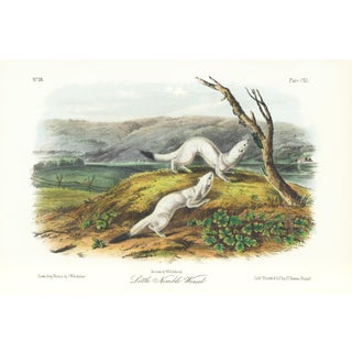 1854 Audubon Quadruped Octavo Lithograph "Plate 140 Little Nimble Weasel" For Sale