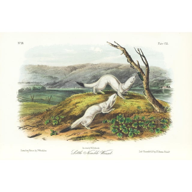 1854 Audubon Quadruped Octavo Lithograph "Plate 140 Little Nimble Weasel" For Sale