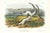 1854 Audubon Quadruped Octavo Lithograph "Plate 140 Little Nimble Weasel" For Sale