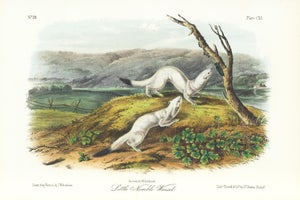 1854 Audubon Quadruped Octavo Lithograph "Plate 140 Little Nimble Weasel"