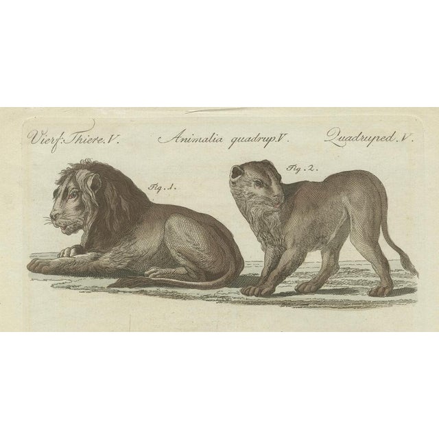 Black Bertuch, Lions, Tigers & Spotted Cats, Print, 1790 For Sale - Image 8 of 9