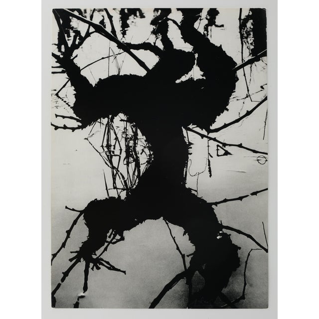 Lucien CLERGUE (1934-2014) Secret Carmague, 1960 Original period photogravure (rotogravure) Signed in pencil On matte...
