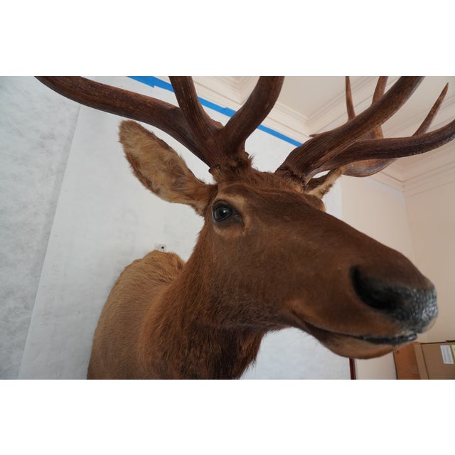 Brown Elk 13 Point Mount Head and Bust For Sale - Image 8 of 18