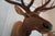 Brown Elk 13 Point Mount Head and Bust For Sale - Image 8 of 18